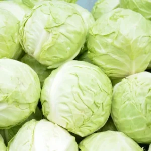 cabbage